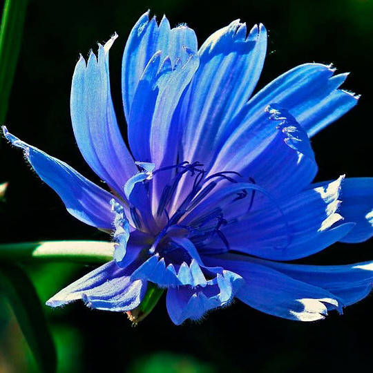 Oplosbaar cichorei, 150 g