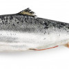 Whole fresh salmon, from three to four kilograms, price per 1kg