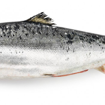 Whole fresh salmon, from three to four kilograms, price per 1kg