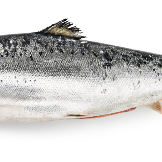 Whole fresh salmon, from three to four kilograms, price per 1kg